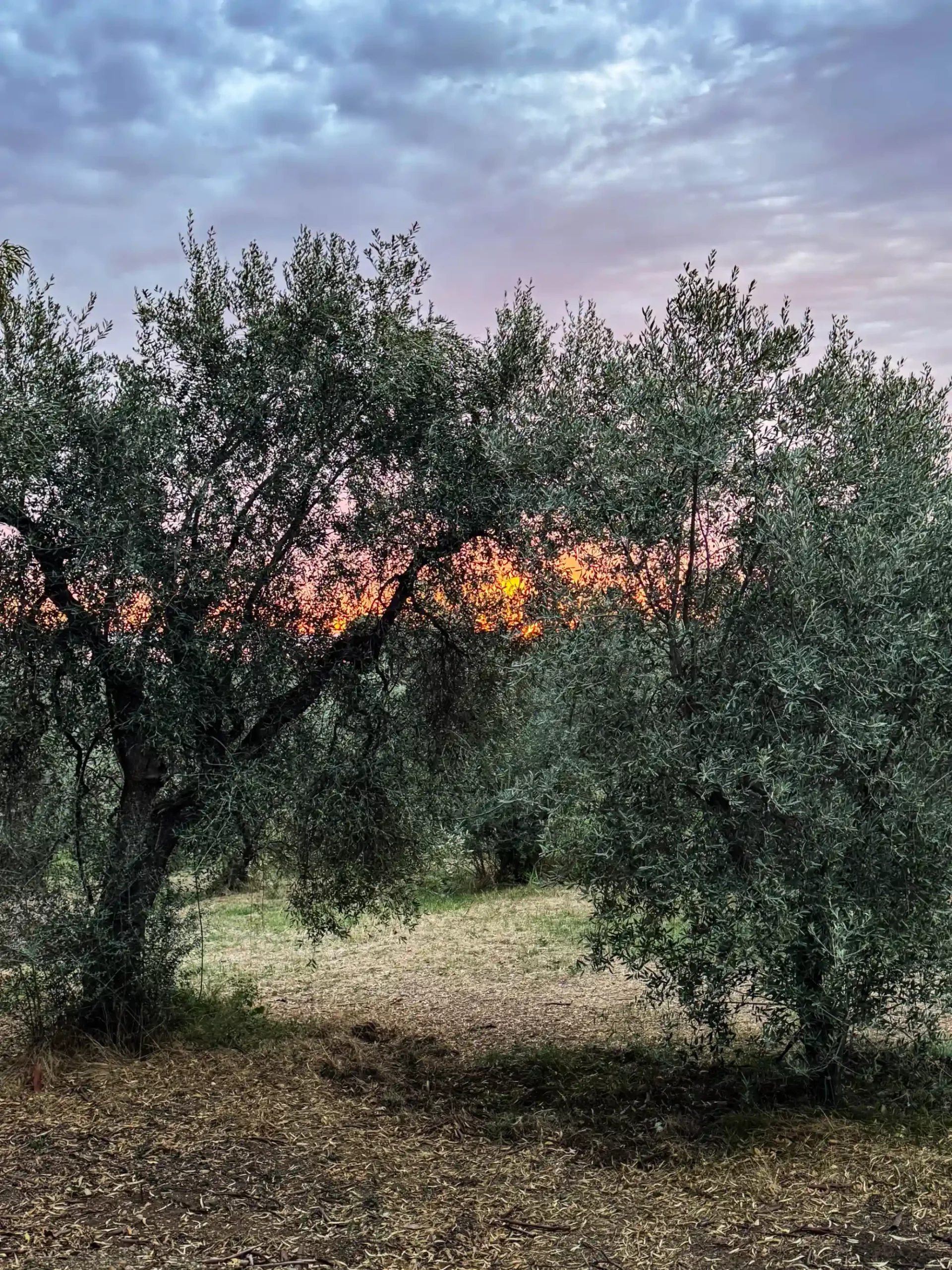 Azienda Agricola Casino Franchi
