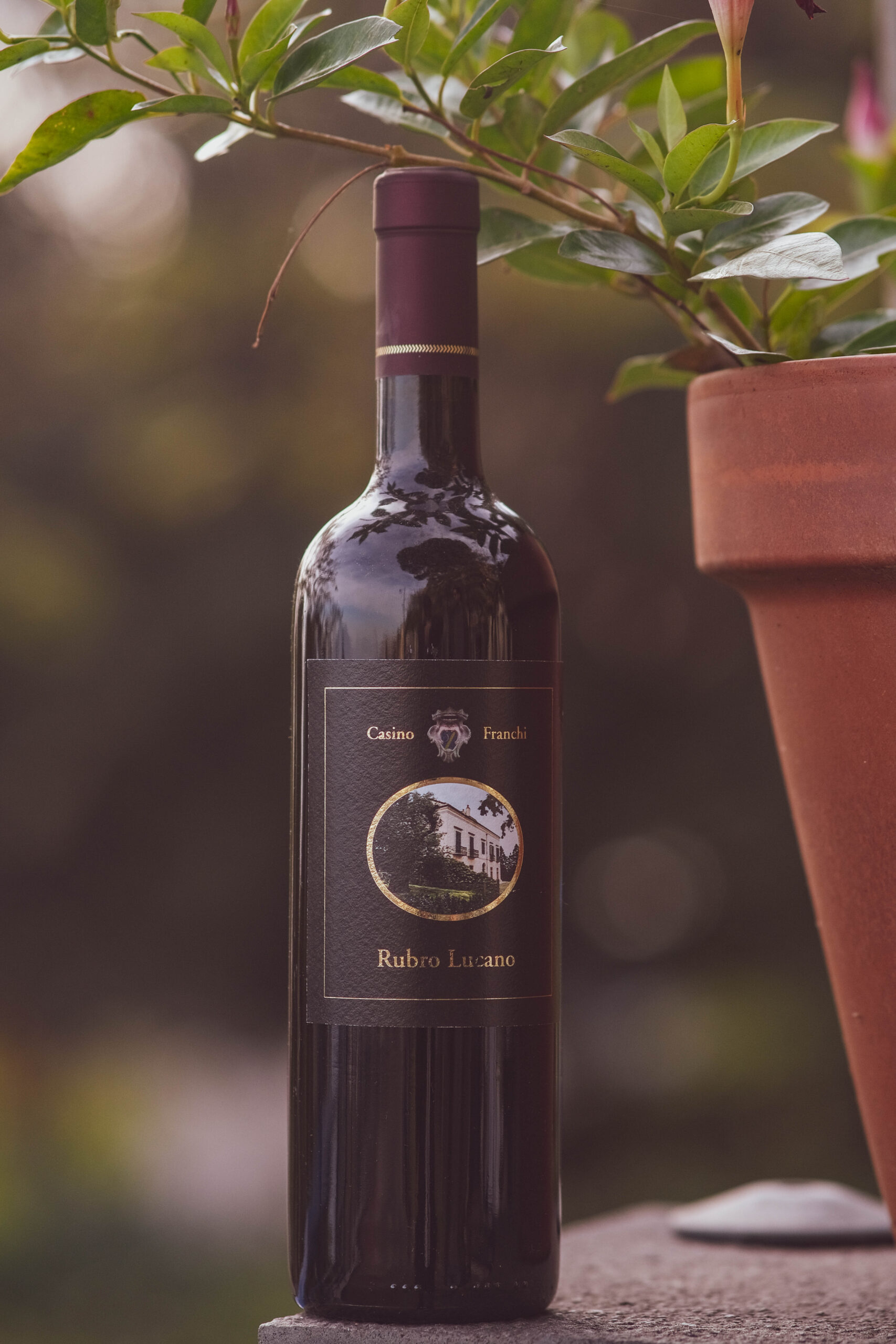 Vino CasinoFranchi